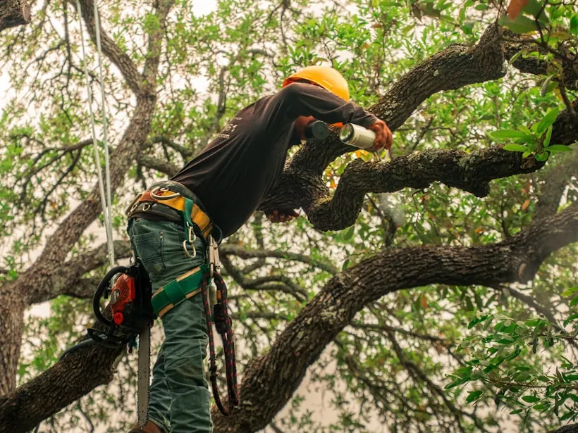 Rope work through the middle of a live oak crown