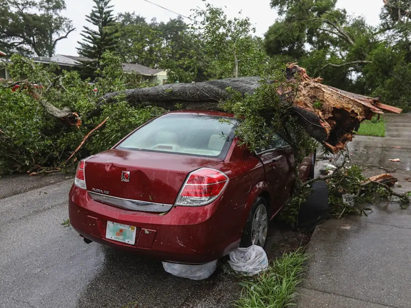 What a storm line leaves: hardwood across a car, roots up