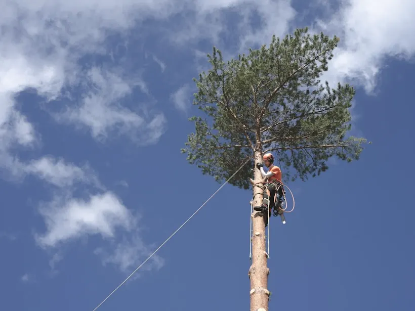 Pine topped out, last crown section ready to drop